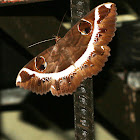 Erebid Moth