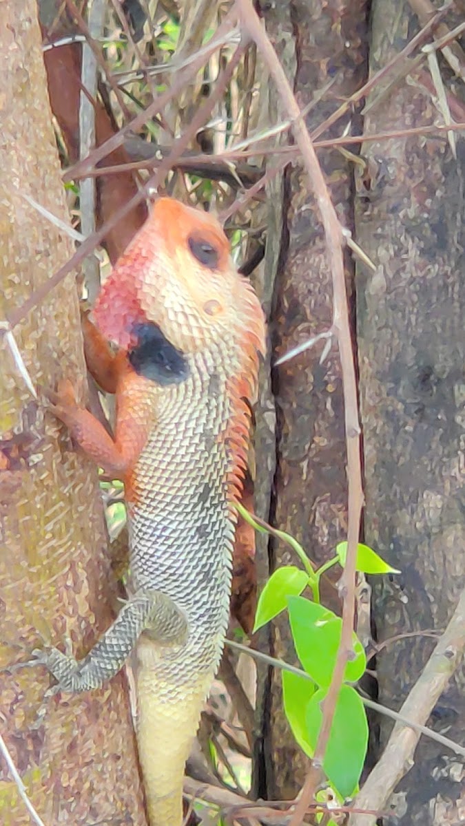 Oriental Garden Lizard