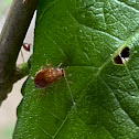 Small Yellow Cockroach