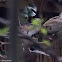 Namaqua Dove