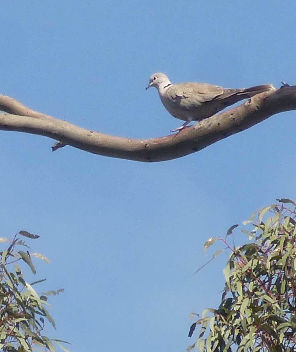 Euracian Collared Dove