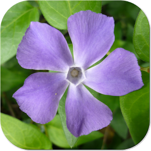 You Can draw Flowers logo