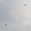 Oystercatcher