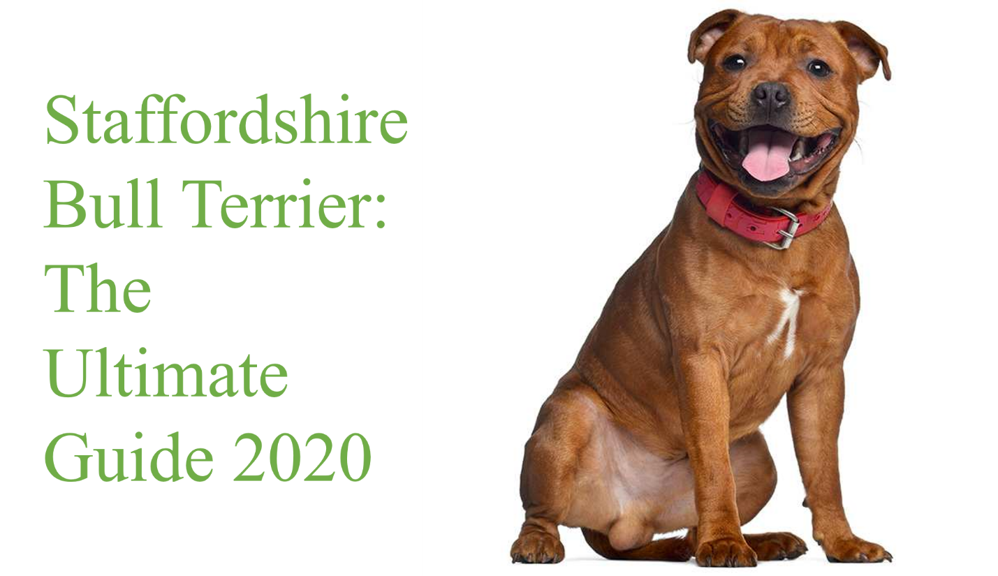 Staffordshire Bull Terrier: The Ultimate Breed Guide 2020 breeders