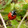 Seven-Spotted Ladybug