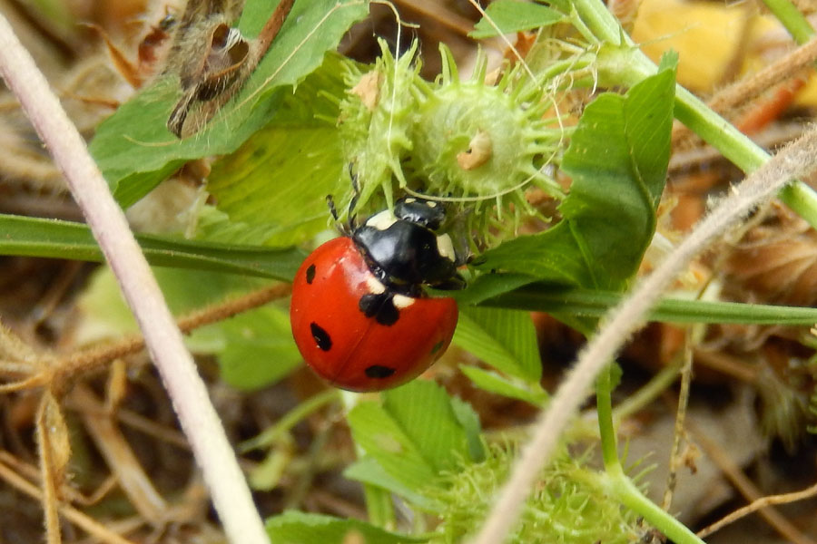 Seven-Spotted Ladybug