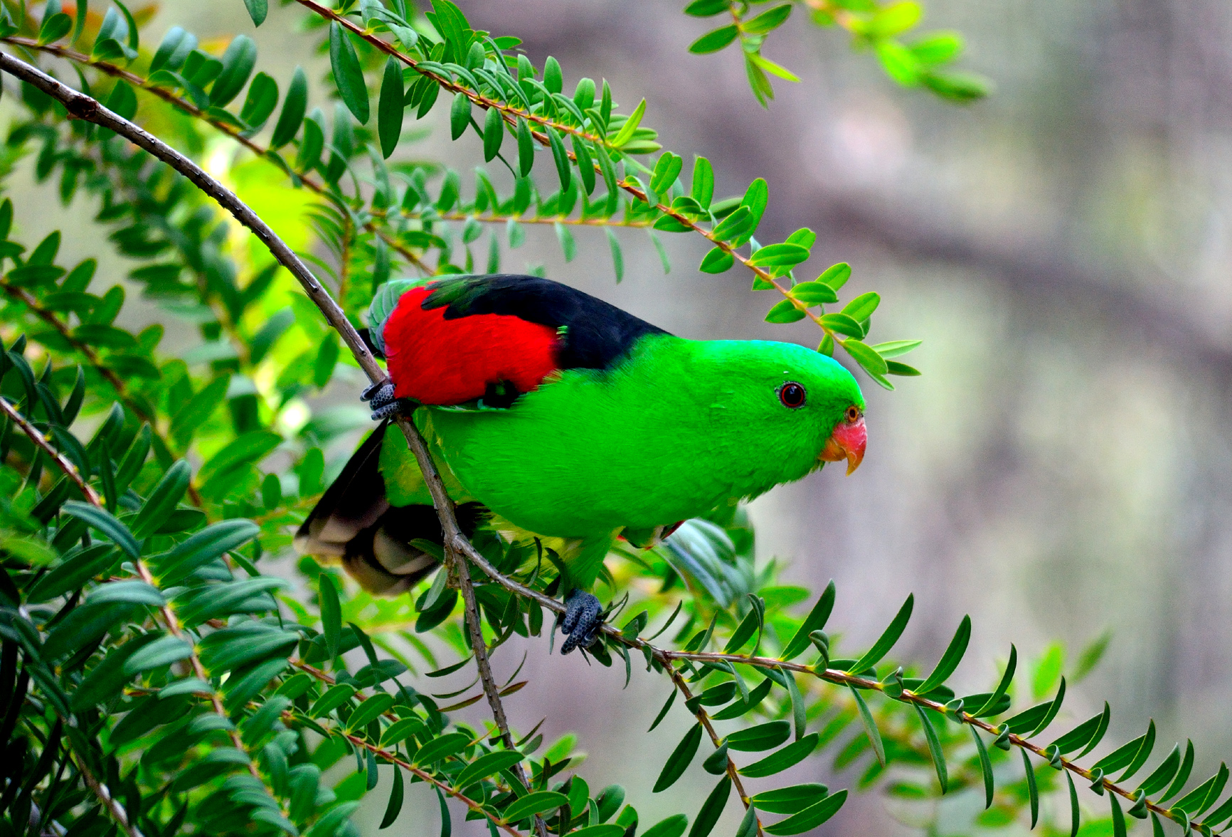 Green parrot di stefano_angeli