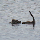 Nutria