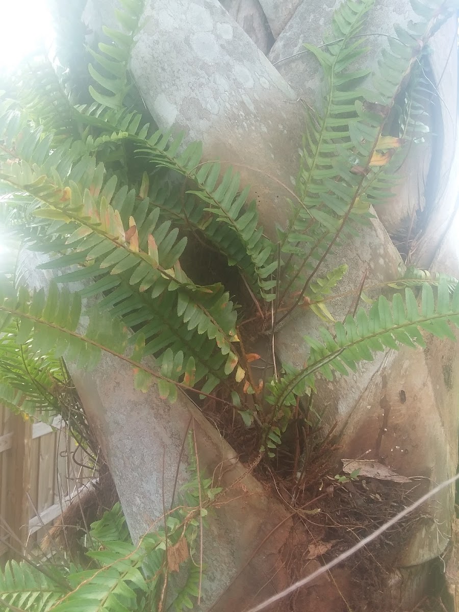 Sword Fern