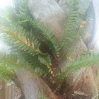 Sword Fern