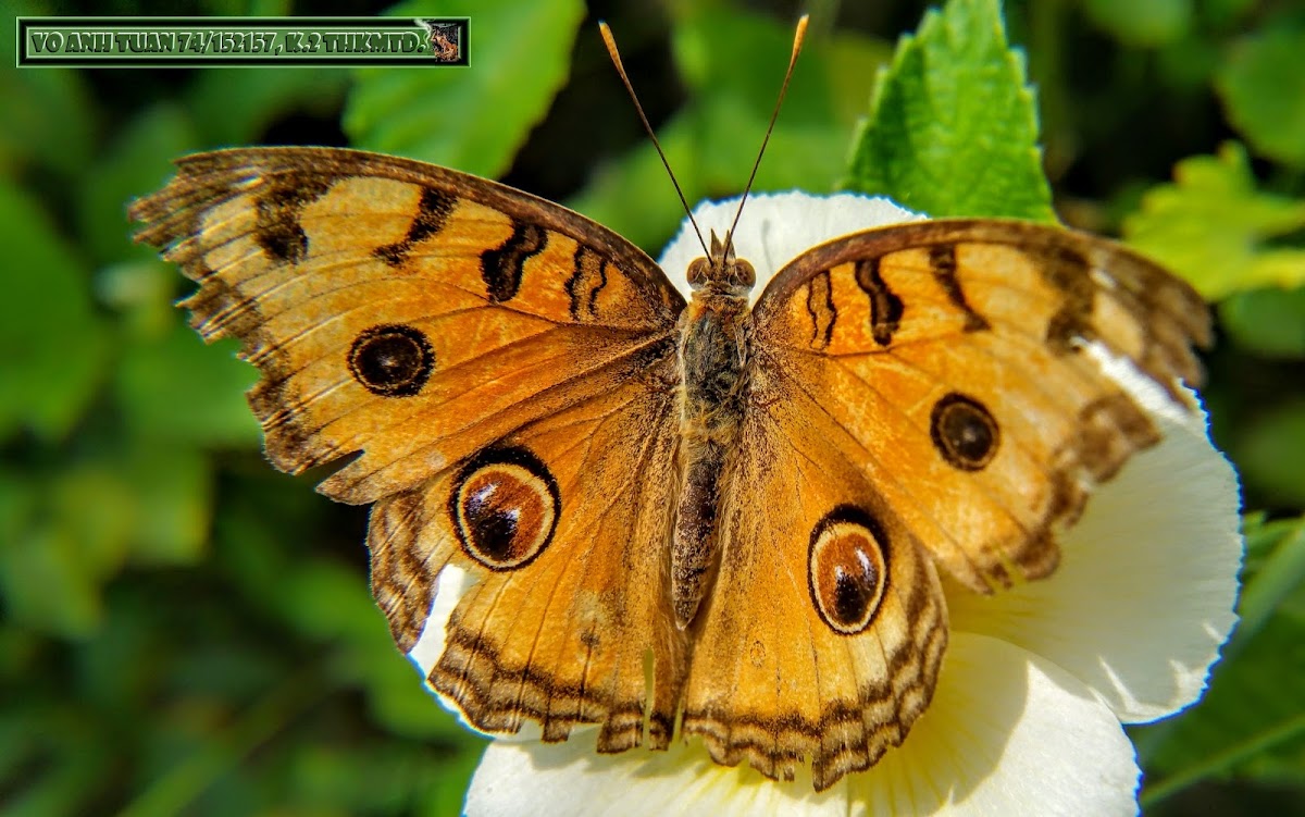 Peacock Pansy.