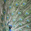 Blue Peafowl