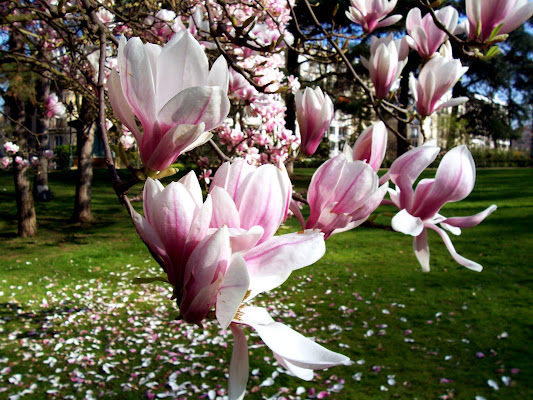 Fiori rosa Fiori di pesco di BlueBetty