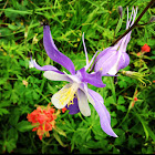 Colorado columbine