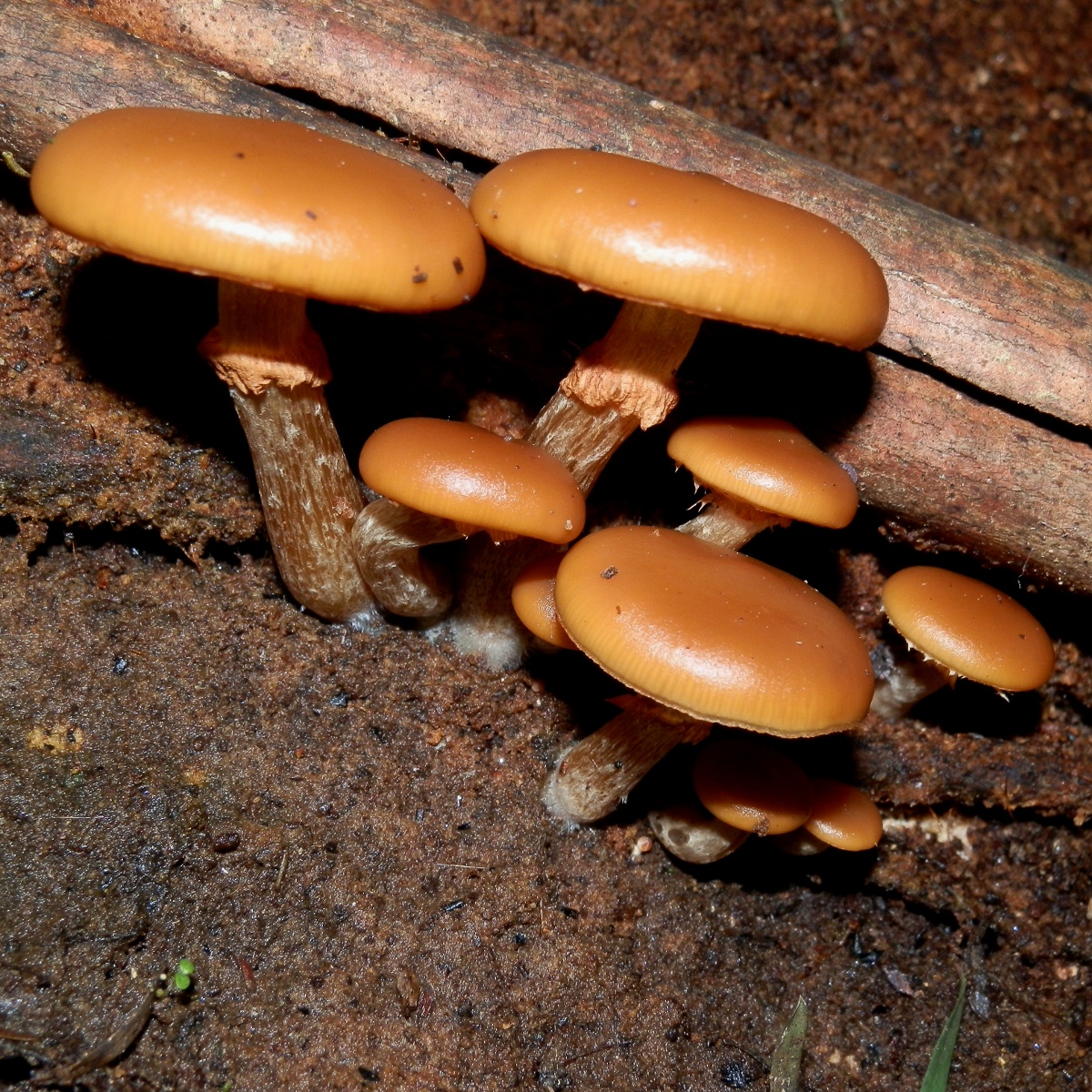 Galerina