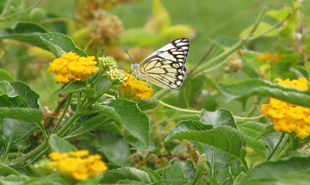 Pioneer Butterfly