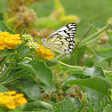 Pioneer Butterfly