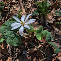 Bloodroot