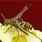 Tropical paper wasp