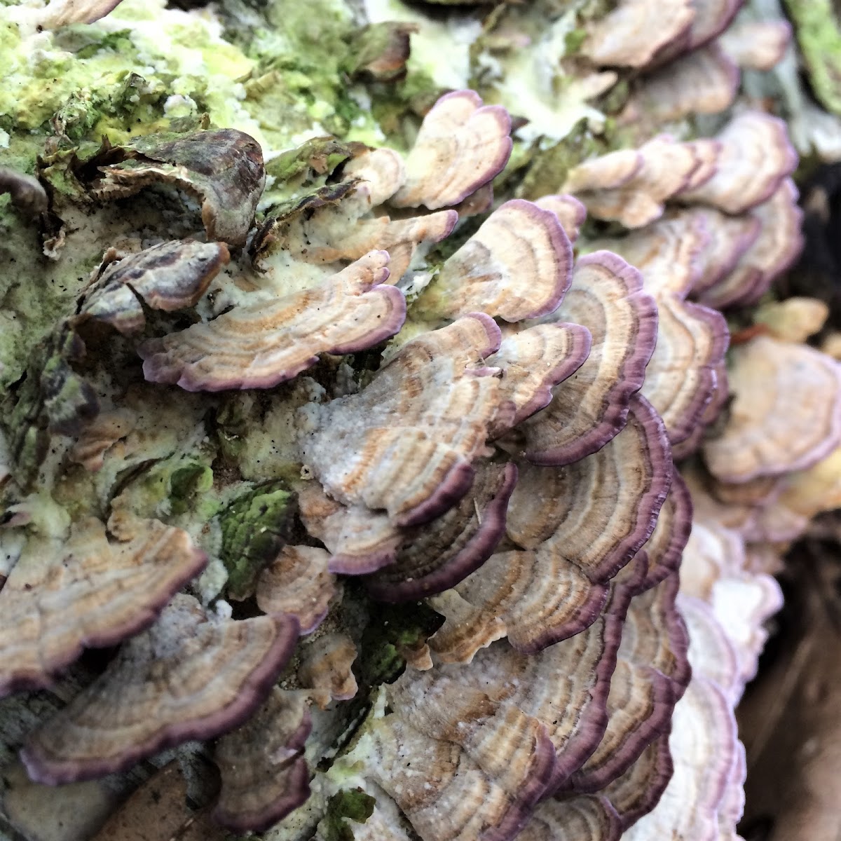 Violet-toothed polypore