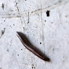 Millipede