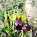 Omega Bee Orchid