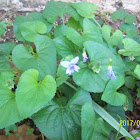 Wild Violets