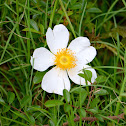 Climbing Prairie Rose