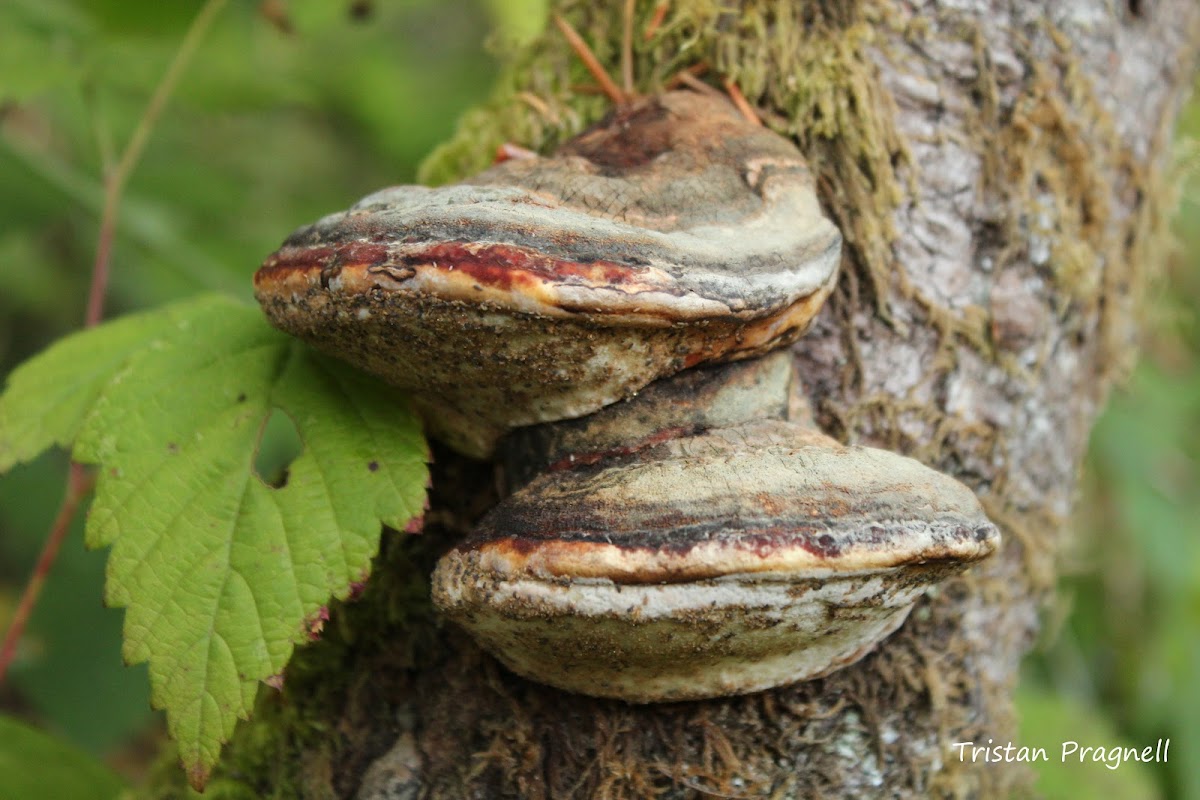 Shelf Fungi