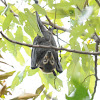 Spectacled Flying Fox