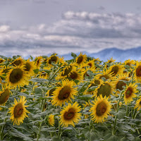 Girasoli di 