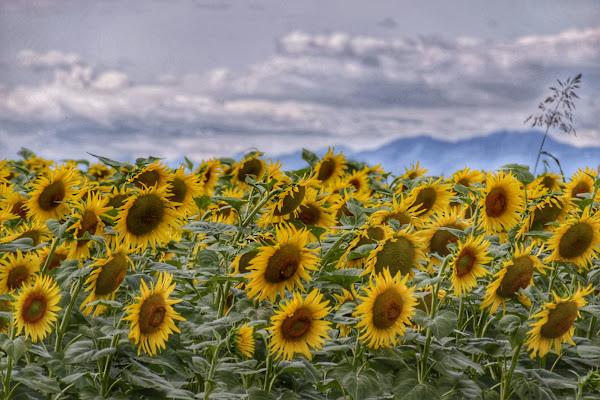 Girasoli di sonia_pozzetti