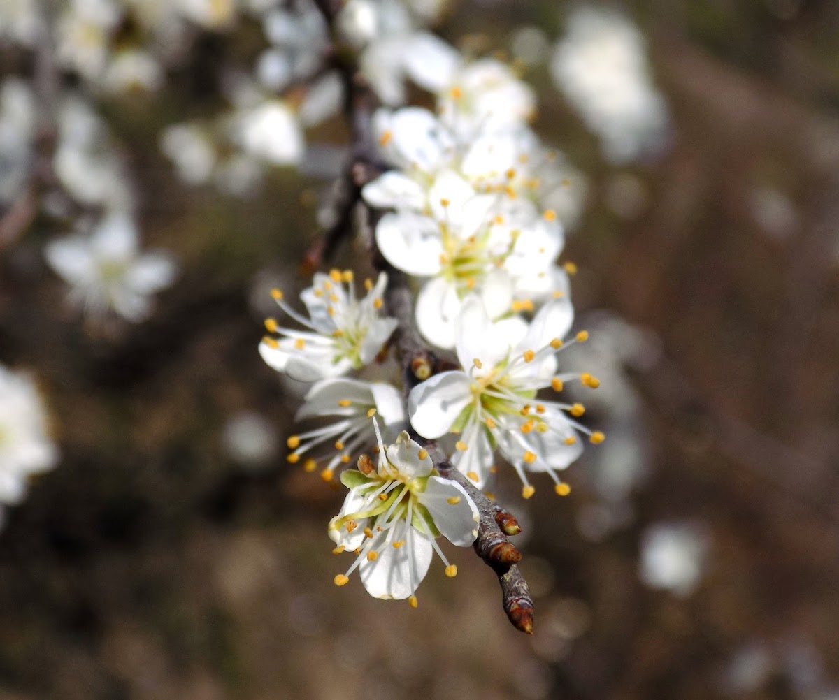 Blackthorn