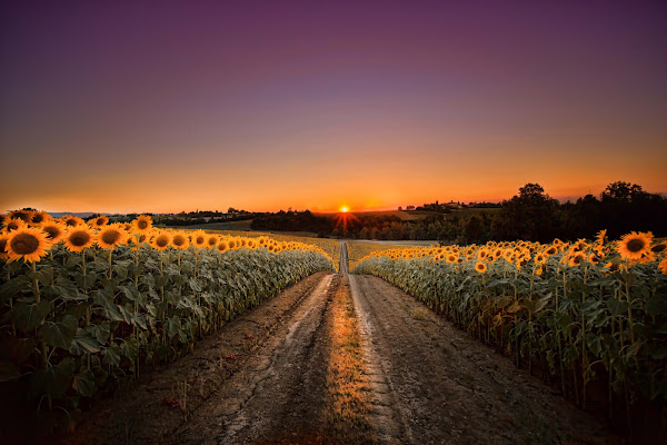 tramonto sui girasoli di Cinzia_torelli