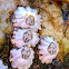 Acorn Barnacle