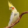 Cockatiel Sounds icon