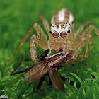 Telamonia Spider