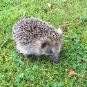 Hedgehog