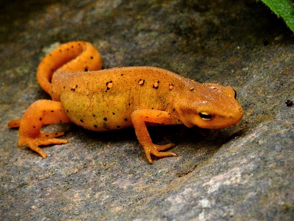 Eastern newt