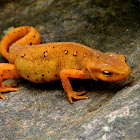 Eastern newt