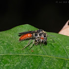 Velvet ant 絨蟻蜂