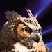 Bubo Bubo APK