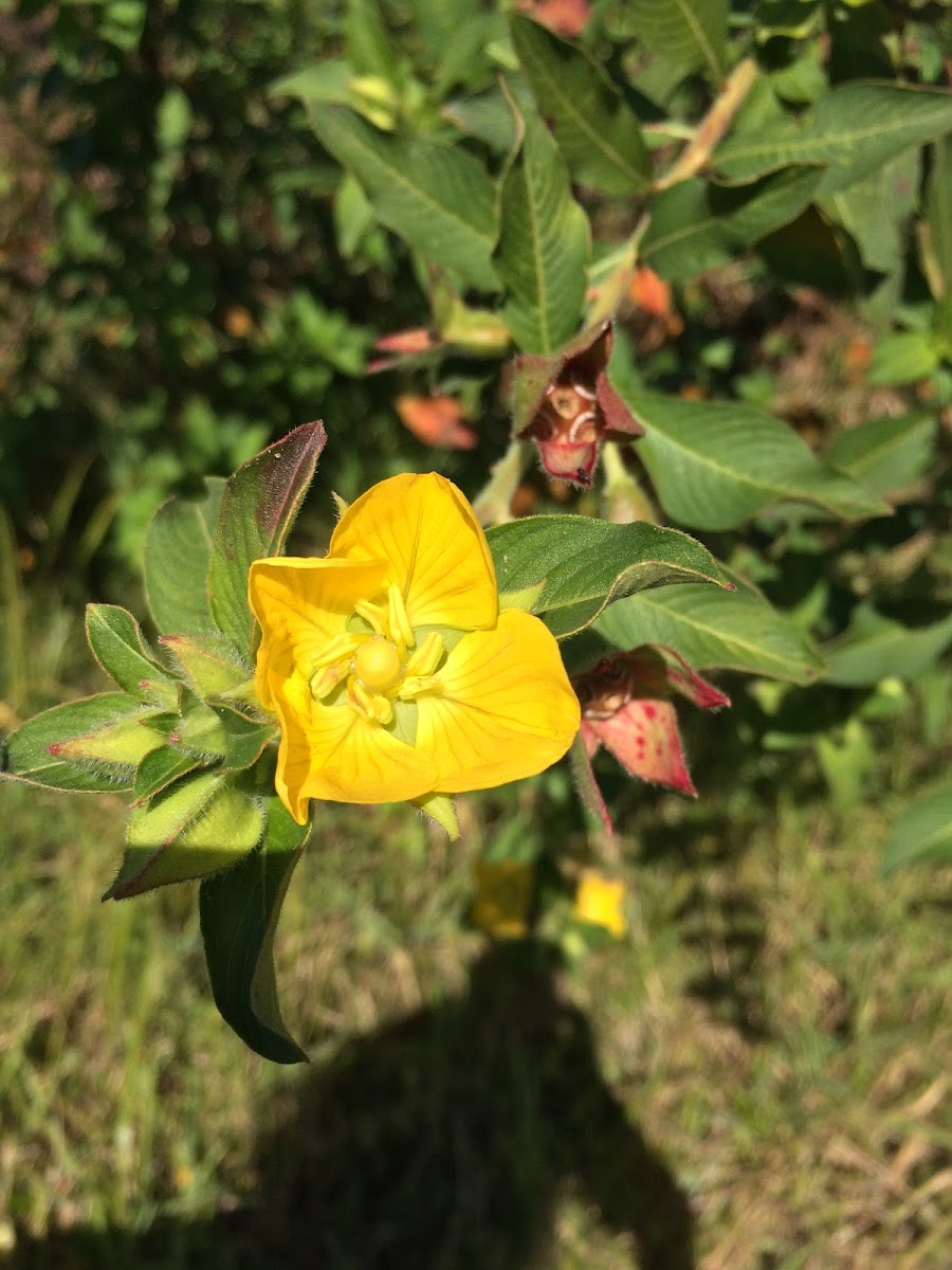 Largeflower Primrose - Willow