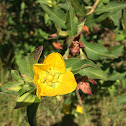 Largeflower Primrose - Willow