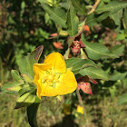 Largeflower Primrose - Willow