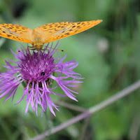 Deltaplano Arancione di 