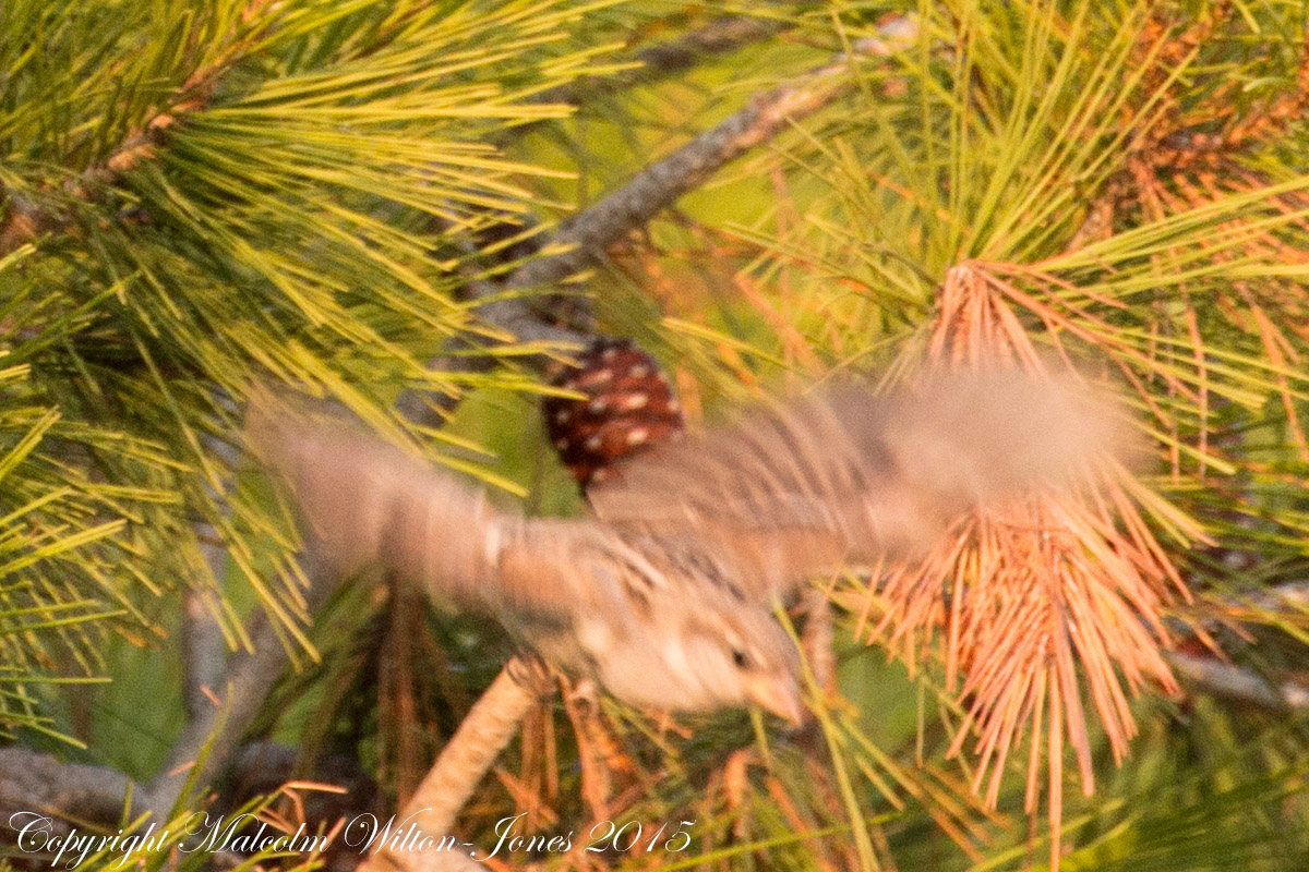 House Sparrow; Gorrión Común