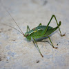 Eastern Saw-tailed Bush-cricket