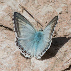 Provencal Chalk Hill Blue