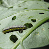 Cross-Striped Cabbageworm